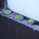 청개구리들 어딜<b>가나</b>??