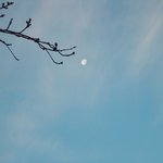 #### 한폭의 그림~ 나뭇가지와 달 의 절묘한 조화~! 캬~!...