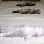 잠자는 <b>숲속</b>에 야옹이~♥