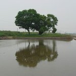 천연기념물 296호 - <b>김제</b> 봉남면 왕버들