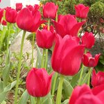 호수공원 튜울립과 우리동네 <b>연산</b>홍
