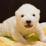 눈송이 같은 ‘<b>플로</b>케’