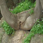 <b>목포</b> 유달산의 여자(女)나무2