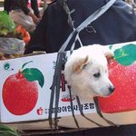 개뵤기동생 ● <b>개박</b>이?? ●