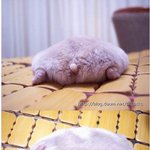 원조 <b>쥐포</b>