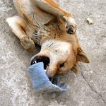 장난치런 <b>누렁</b>이~~