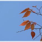 파란하는 붉은<b>단풍</b>