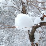 <b>눈송이</b>