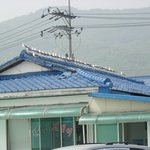 지붕위의 <b>새들</b>