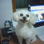 <b>먹보</b> 강쥐랍니다