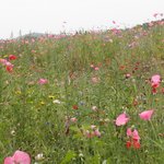 파주 심학산 <b>야생</b>화 축제