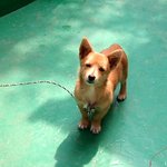 카우보이 <b>비밥</b>...