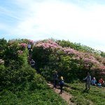 <b>소백산</b> 철쭉 02