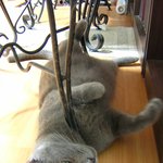 게으른 <b>마네</b>키네꼬