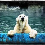 북극곰의 여름<b>나기</b>