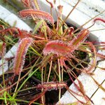 끈끈이<b>주걱</b>