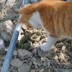 고양이와 <b>뱀</b>의 사투5