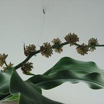 <b>행운</b>목의 꽃을 보신적 있나요