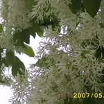 <b>이팝</b>나무