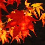 霜葉紅於二月花