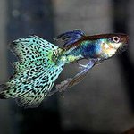 <b>브루</b>그라스스왈로우