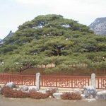 <b>청도</b> 운문사 처진소나무