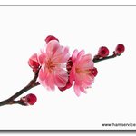 ´이쁘니<b>꽃들</b>´