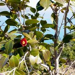 잊혀진 <b>동백</b>90