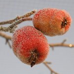 서리꽃이 핀 사과