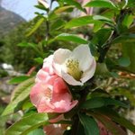 <b>명자</b>나무 꽃