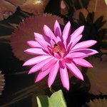 <b>연꽃</b>