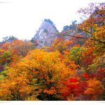 <b>단풍</b> 8