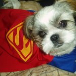 슈퍼맨 <b>옷</b> <b>입</b>은 우리 찌루^ㅡ^