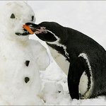 펭귄의 <b>식탐</b> 대단해요!ㅋㅋ