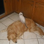 백이와 <b>황이</b>