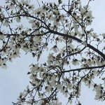 <b>반포</b> 주공아파트에 핀   목련 &amp; 개나리꽃(04/03/28 )