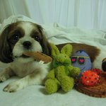 우리집의 <b>귀염둥이</b> 삐삐예요...
