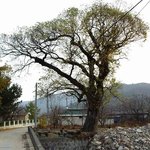 천연기념물 298호 - <b>청도</b> 각북면 털왕버들