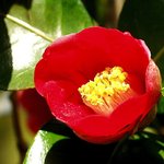 잊혀진 <b>동백</b>31