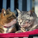 우리는 <b>닭살</b>중