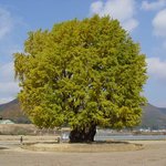 천연기념물 84호 - 금산 <b>행정</b>의 은행나무