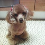 <b>울</b> <b>집</b> 귀여운 둘째 쿠키 '-'
