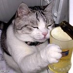 냐옹이의 <b>주정</b>....