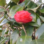 잊혀진 <b>동백</b>91