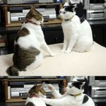 <b>훈계</b>듣고 잘못을 뉘우치는 냥이
