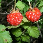 <b>산딸기</b>