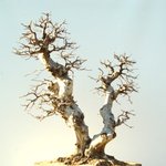 분재 - <b>소사</b>나무 (4)