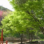 집 뒷동산의 푸르름의 <b>절정</b>♡
