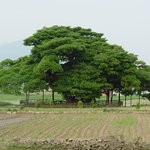 천연기념물 299호 - <b>남해</b> 창선면 왕후박나무