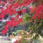 빛갈 고운 <b>단풍</b>